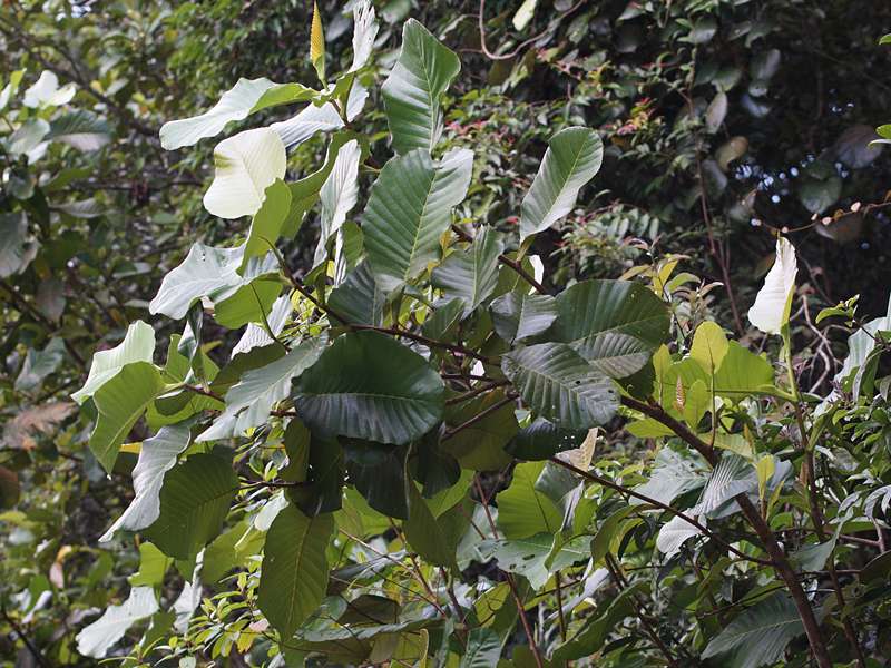 Schumacheria castaneifolia, endemische Art; Foto: 12.09.2015, Sinharaja-Regenwald