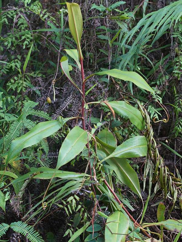 Nepenthes distillatoria; Foto: 12.09.2015, Sinharaja-Regenwald