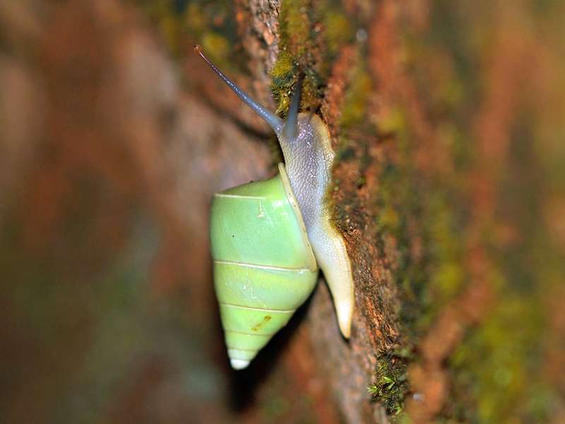 Beddomea albizonatus; Foto: 12.09.2015, Martin's Lodge, Sinharaja-Regenwald