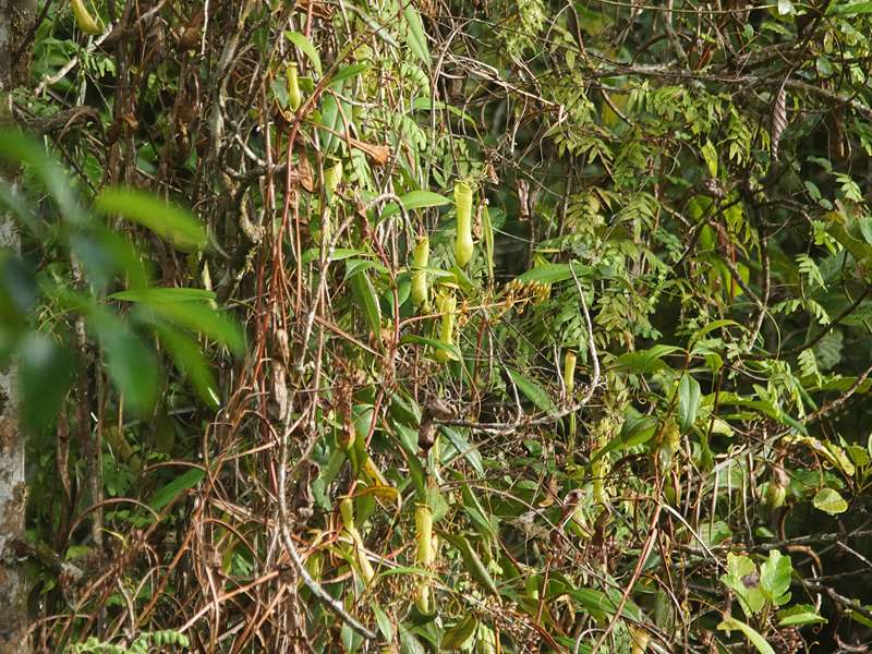 Nepenthes distillatoria; Foto: 13.09.2015, Sinharaja-Regenwald