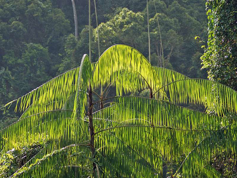 Rotangpalme (Rattan Palm, Calamus ovoideus); Foto: 13.09.2015, Sinharaja-Regenwald