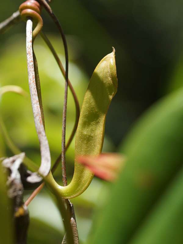 Nepenthes distillatoria; Foto: 13.09.2015, Sinharaja-Regenwald