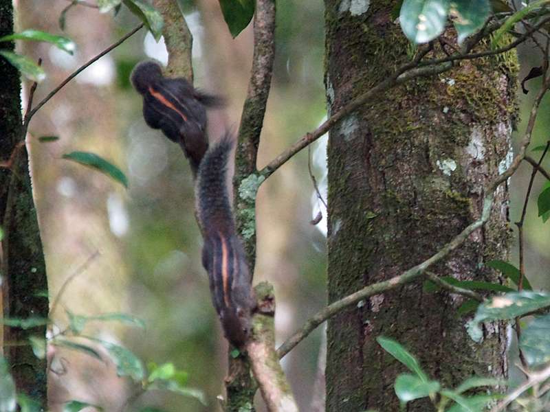 Layard-Palmenhörnchen (Layard's Palm Squirrel, Funambulus layardi), endemische Art; Foto: Belegbild, 13.09.2015, Sinharaja-Regenwald