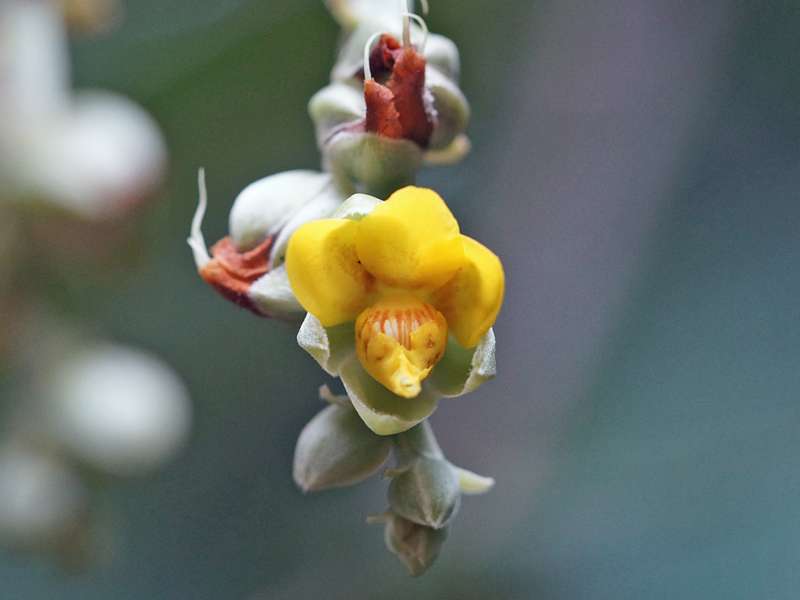 Schumacheria castaneifolia, endemische Art; Foto: 13.09.2015, Sinharaja-Regenwald