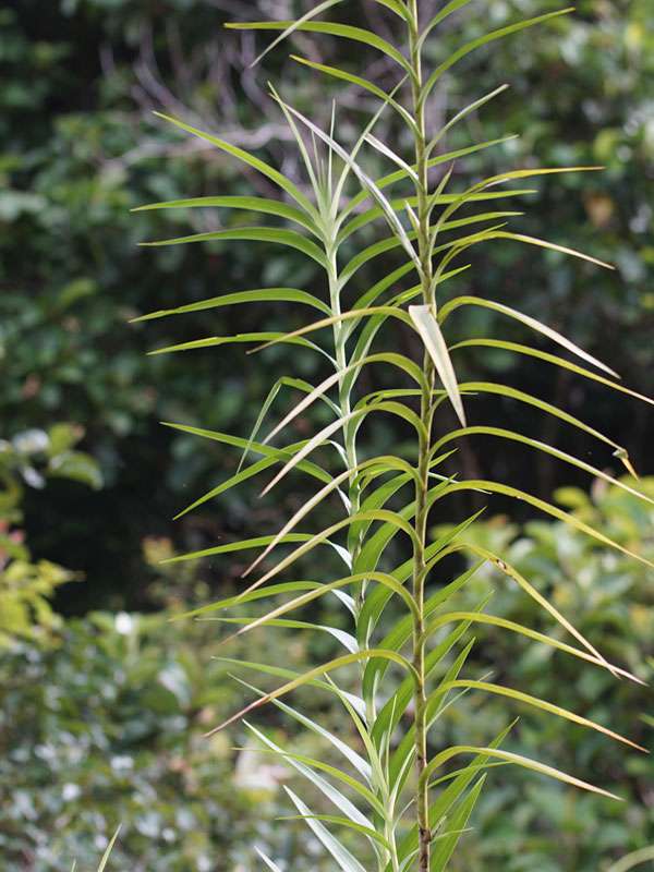 Bambus-Orchidee (Bamboo Orchid, Arundina graminifolia); Foto: 13.09.2015, Sinharaja-Regenwald
