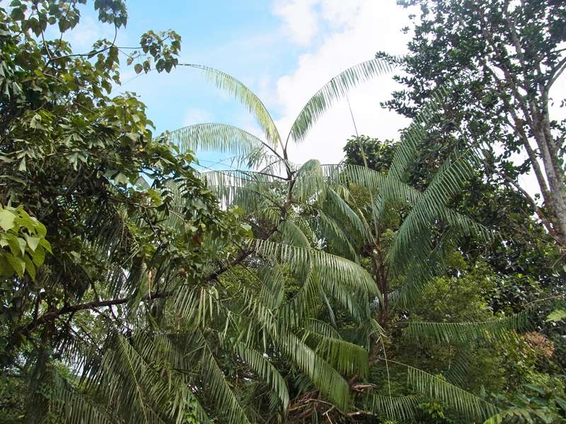 Rotangpalme (Rattan Palm, Calamus ovoideus); Foto: 14.09.2015, Sinharaja-Regenwald