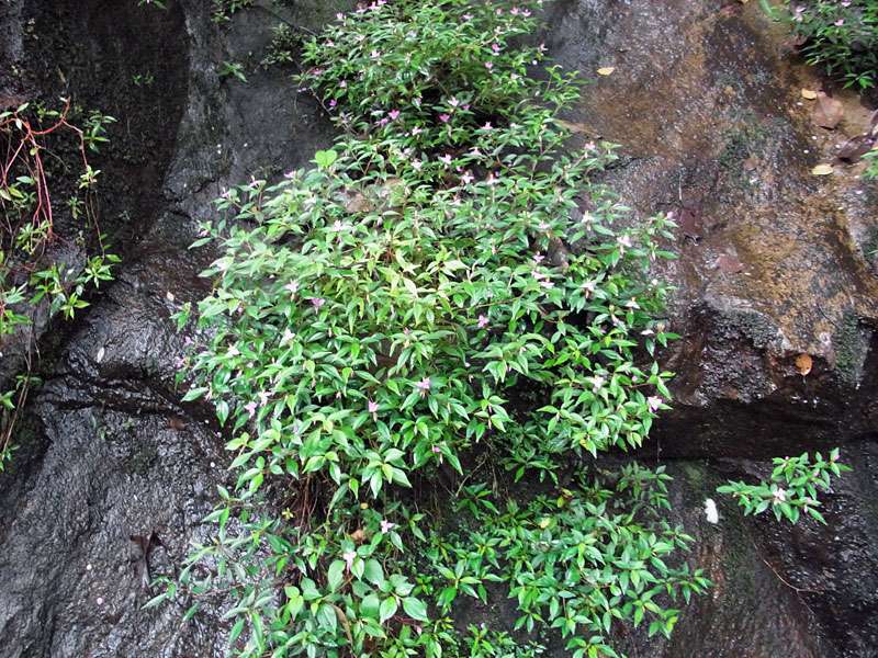 Sonerila rhombifolia; Foto: 14.09.2015, Sinharaja-Regenwald