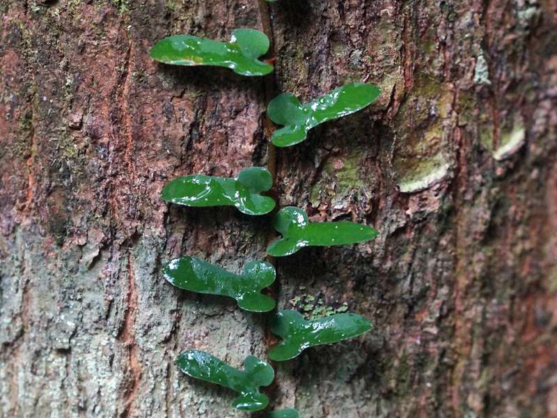 Ficus diversiformis; Foto: 14.09.2015, Sinharaja-Regenwald