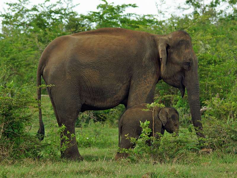 Asiatischer Elefant (Asian Elephant, Elephas maximus), Kuh mit ihrem Kalb; Foto: 15.09.2015, Udawalawe-Nationalpark