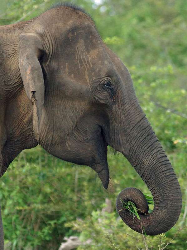 Asiatischer Elefant (Asian Elephant, Elephas maximus), Weibchen; Foto: 15.09.2015, Udawalawe-Nationalpark