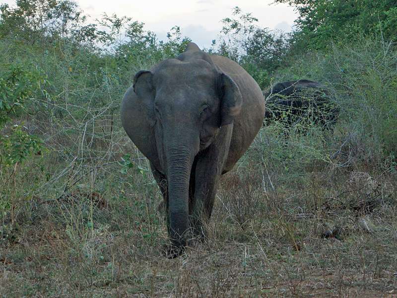 Asiatischer Elefant (Asian Elephant, Elephas maximus), trächtige Kuh; Foto: 15.09.2015, Udawalawe-Nationalpark