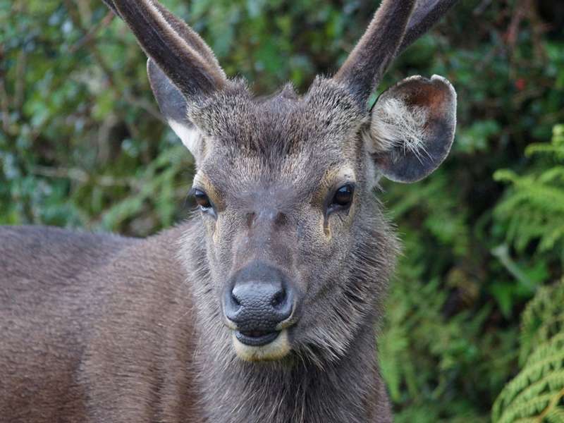 Sambar (Sambar, Cervus unicolor), Hirsch; Foto: 17.09.2015, Horton Plains-Nationalpark