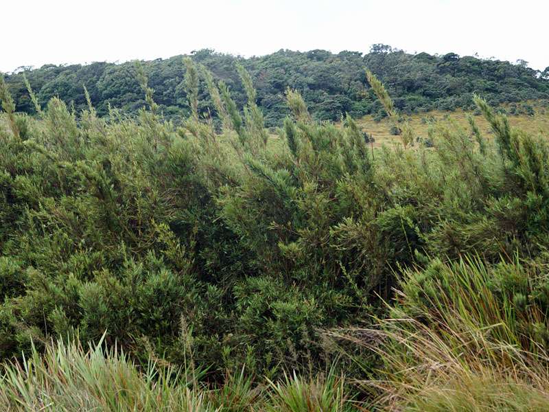 Yushania densifolia; Foto: 17.09.2015, Horton-Plains-Nationalpark