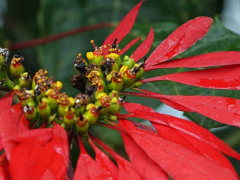 Weihnachtsstern (Poinsettia, Euphorbia pulcherrima), kleine Blüten mit roten Hochblättern; Foto: 18.09.2015, Nuwara Eliya