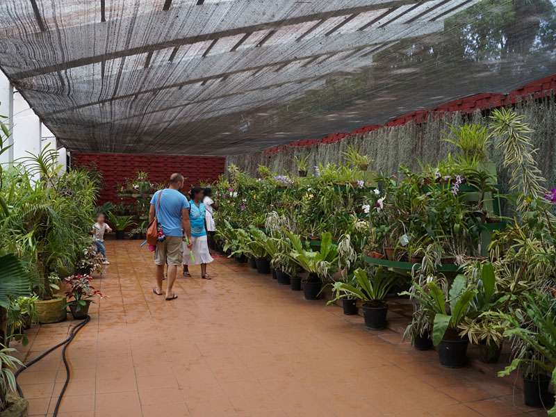 Das Orchideenhaus ist einer der beliebtesten Bereiche des Botanischen Gartens; Foto: 18.09.2015, Peradeniya