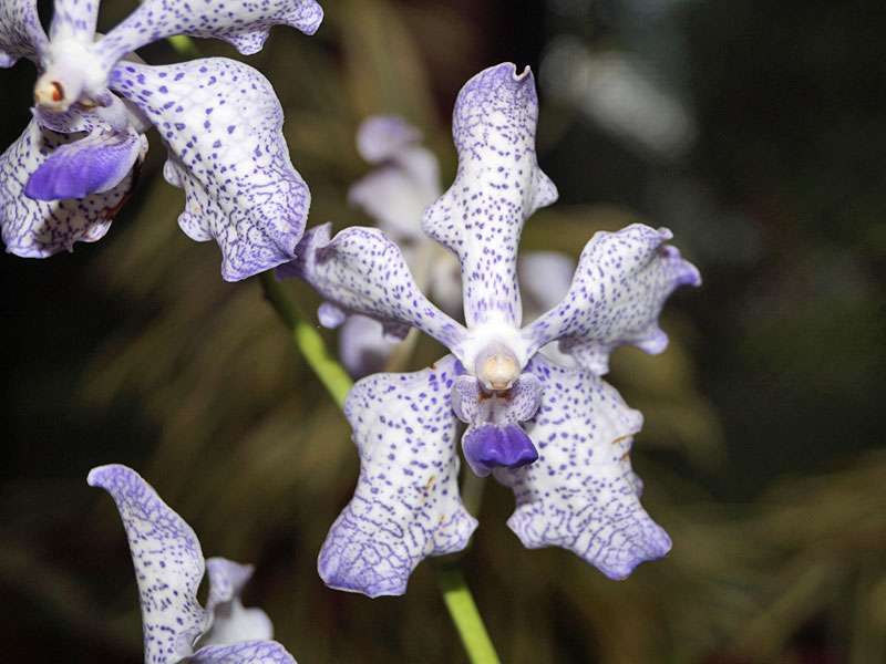 Eine der vielen schönen Orchideen aus dem Botanischen Garten; Foto: 18.09.2015, Peradeniya