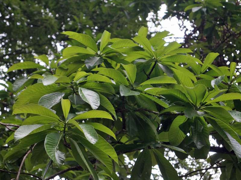 Blätter des Kanonenkugelbaums (Couroupita guianensis) im Botanischen Garten; Foto: 18.09.2015, Peradeniya