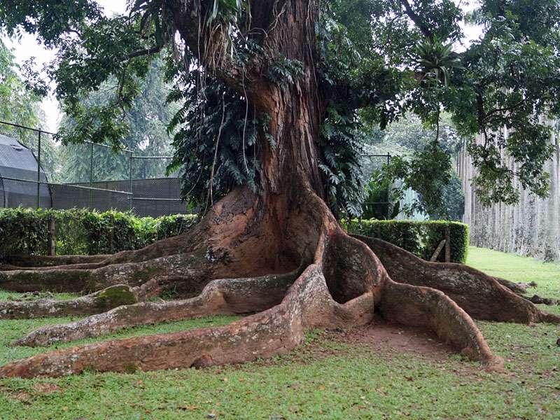 Stattliche Brettwurzeln eines Baumes im Botanischen Garten; Foto: 18.09.2015, Peradeniya