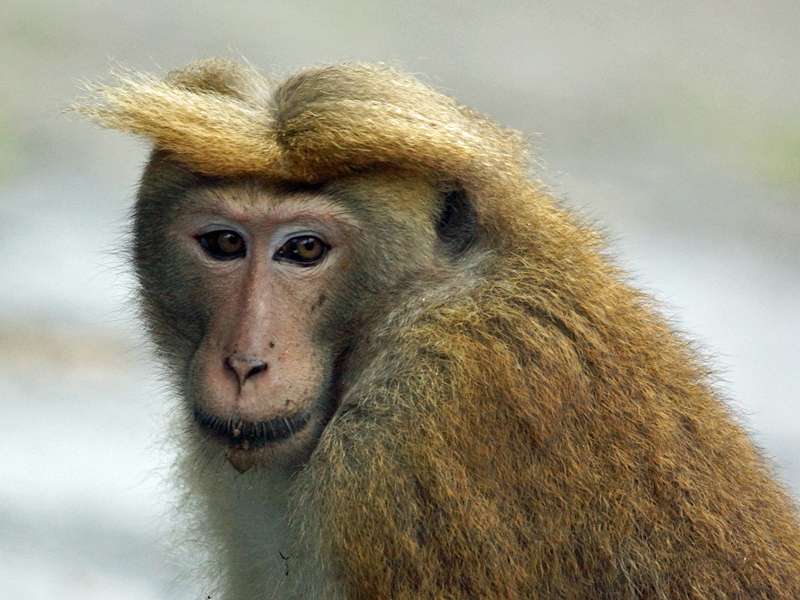 Männlicher Ceylon-Hutaffe (Toque Macaque, Macaca sinica), endemische Art; Foto: 18.09.2015, Peradeniya