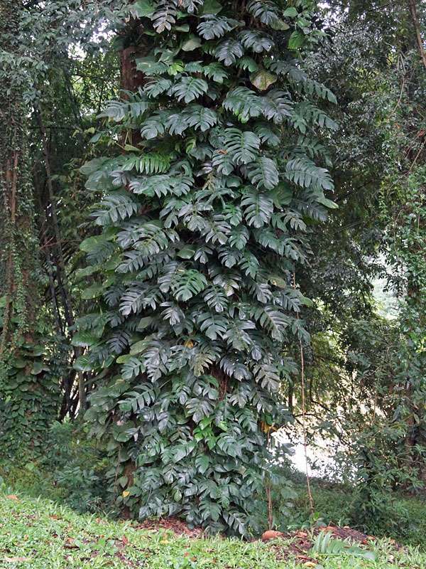 Das aus Mittelamerika stammende Köstliche Fensterblatt (Monstera deliciosa) ist im Botanischen Garten ebenfalls zu finden; Foto: 18.09.2015, Peradeniya