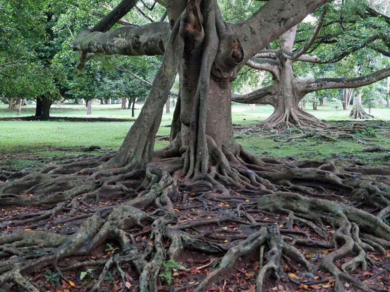 Die Ficus-Wurzeln schlängeln sich breit gefächert über die Oberfläche; Foto: 18.09.2015, Peradeniya