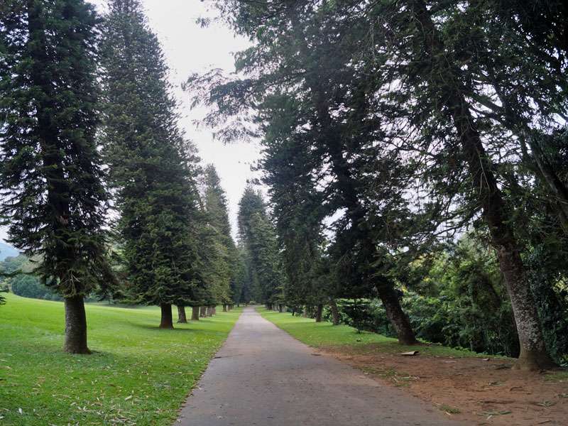 Die schiefen Bäume (Araucaria columnaris) an einem der Wege im Botanischen Garten sind ein beliebtes Fotomotiv; Foto: 18.09.2015, Peradeniya
