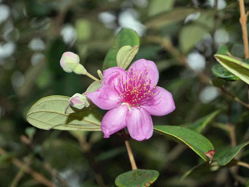 Im Botanischen Garten findet man auch Rhodomyrtus tomentosa, eine in Südostasien beheimatete Pflanzenart; Foto: 18.09.2015, Peradeniya