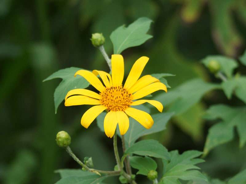 Mexikanische Sonnenblume (Mexican Sunflower, Tithonia diversifolia); Foto: 19.09.2015, Galaha
