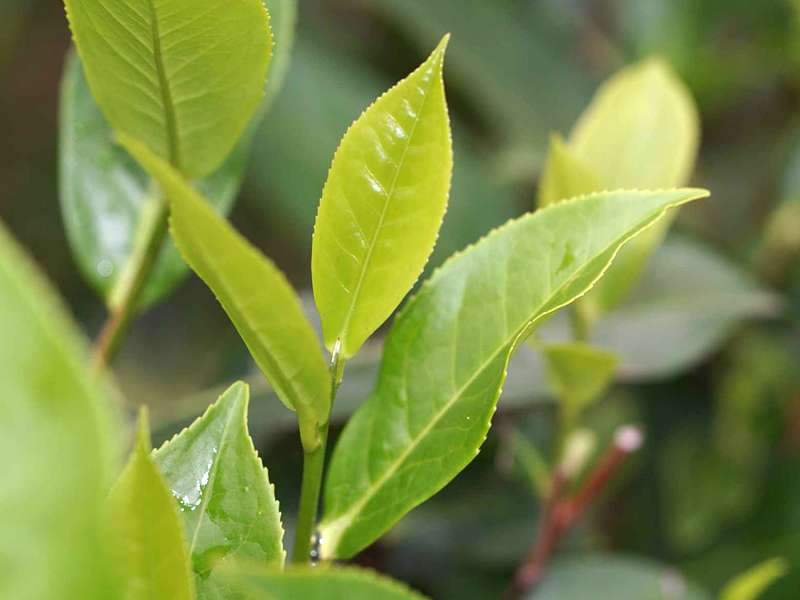 Teestrauch (Tea Plant, Camellia sinensis); Foto: 19.09.2015, Nähe Galaha