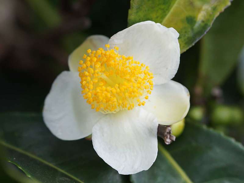 Blüte eines Teestrauchs (Tea Plant, Camellia sinensis); Foto: 20.09.2015, Nähe Kandy