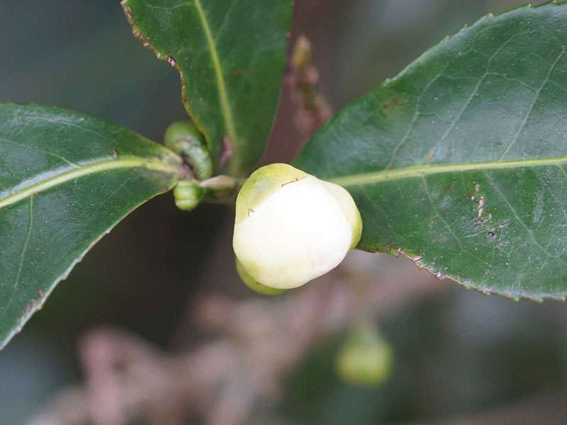 Knospe eines Teestrauchs (Tea Plant, Camellia sinensis); Foto: 20.09.2015, Nähe Kandy