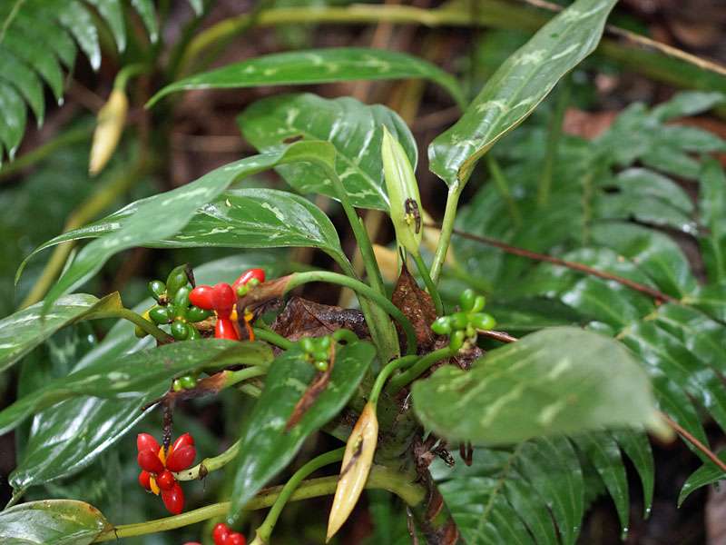 Die im Udawattakele-Schutzgebiet vorkommende Pflanzenart Aglaonema commutatum bildet auffällige rote Früchte; Foto: 20.09.2015, Kandy
