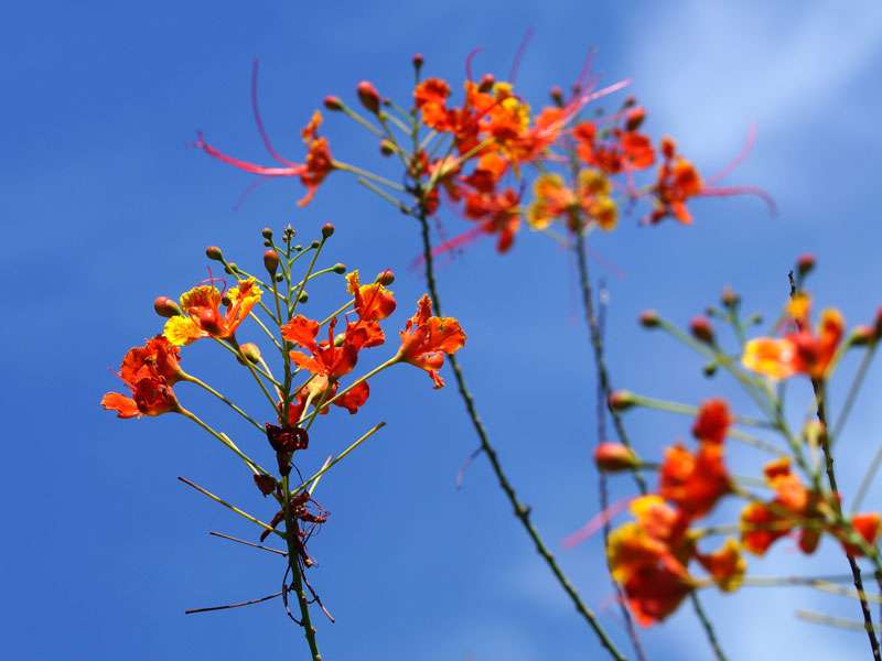 Pfauenstrauch (Pride of Barbados, Caesalpinia pulcherrima), Blüten; Foto: 21.09.2015, Waikkal