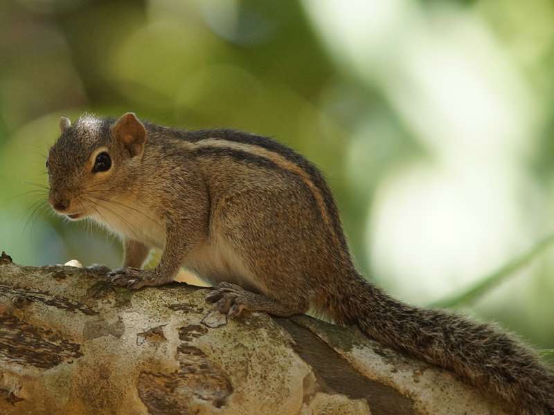 Indisches Palmenhörnchen (Indian Palm Squirrel, Funambulus palmarum); Foto: 22.09.2015, Waikkal