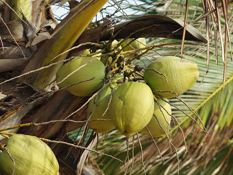 Kokospalme (Coconut Palm, Cocos nucifera); Foto: 23.09.2015, Waikkal