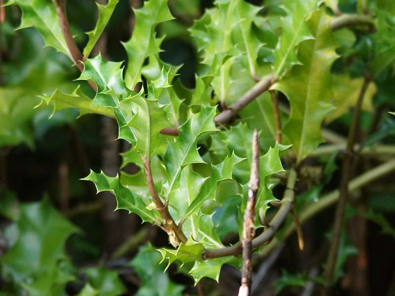 Stechpalmen-Mangrove (Holly-leaved Acanthus, Acanthus ilicifolius); Foto: 24.09.2015, Waikkal