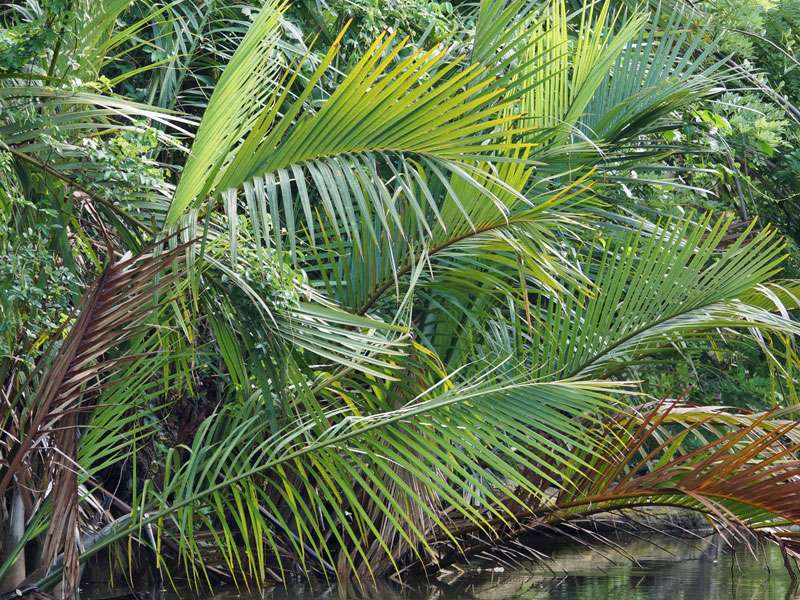 Nipapalme (Nipah Palm, Nypa fruticans); Foto: 24.09.2015, Waikkal