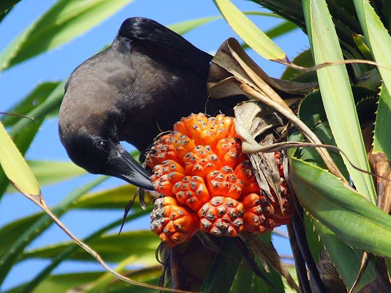 Glanzkrähe (Corvus splendens) frisst eine Frucht von Pandanus tectorius; Foto: 25.09.2015, Waikkal