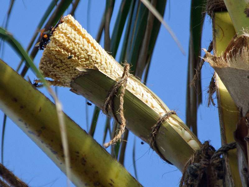 Kokospalme (Coconut Palm, Cocos nucifera); Foto: 25.09.2015, Waikkal