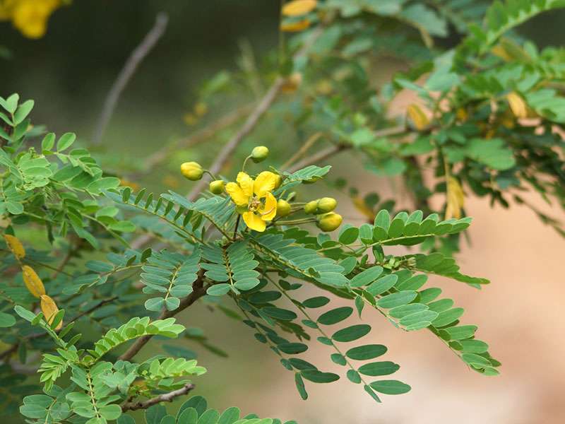 Die Ranawara (Senna auriculata) wächst im Schutzgebiet vor allem an Gewässerufern; Foto: 27.09.2015, Wilpattu-Nationalpark