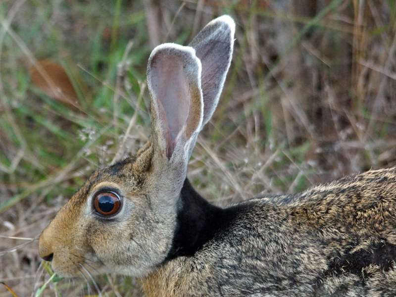 Schwarznackenhase (Indian Hare, Lepus nigricollis nigricollis); Foto: 27.09.2015, Wilpattu-Nationalpark