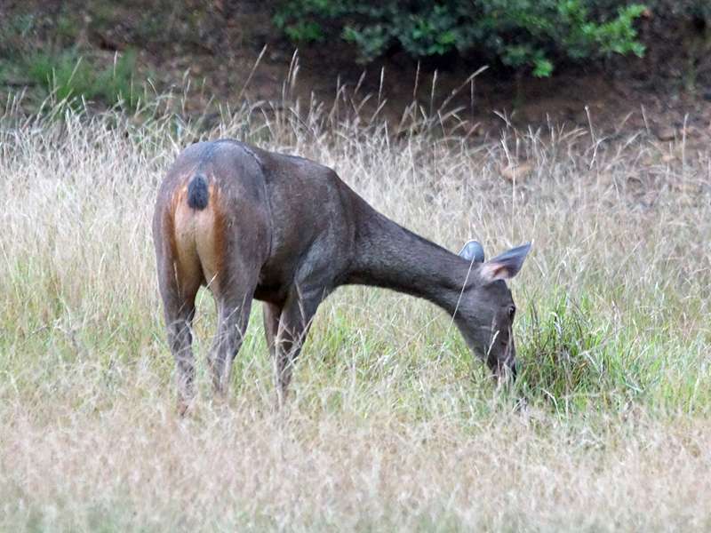 Sambar (Sambar, Cervus unicolor), Hirschkuh; Foto: 27.09.2015, Wilpattu-Nationalpark