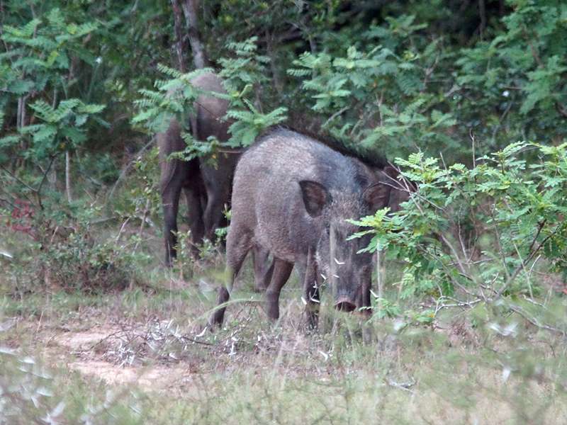 Wildschweine (Sus scrofa cristatus) sind scheu und man sieht sie meist nur von weitem, Foto: 27.09.2015, Wilpattu-Nationalpark