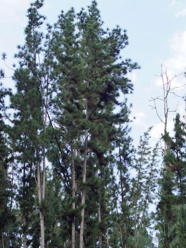 Karibische Kiefer (Caribbean Pine, Pinus caribaea); Foto: 12.09.2015, Nähe Sinharaja-Regenwald