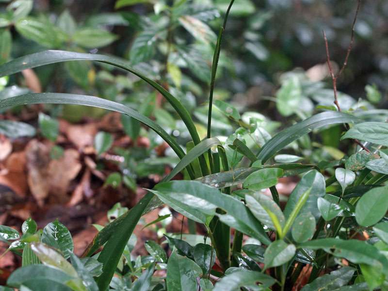 Chinesische Flachslilie (Dianella ensifolia); Foto: 14.09.2015; Sinharaja-Regenwald