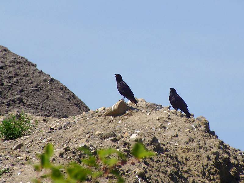 Rabenkrähen (Corvus corone) auf der Halde Großes Holz; Foto: 02.08.2015, Bergkamen-Wettinghofen