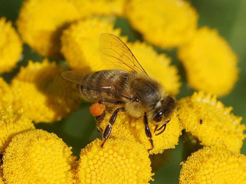 Westliche Honigbiene (Apis mellifera) auf der Halde Großes Holz; Foto: 02.08.2015, Bergkamen-Wettinghofen
