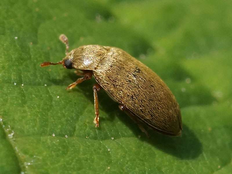 Kleinäugiger Himbeerkäfer (Raspberry Beetle, Byturus tomentosus); Foto: 27.05.2016, Bochum-Riemke