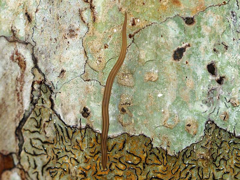 Rhynchodemus nematoides; Foto: 10.09.2015, Makandawa Rainforest, Kitulgala