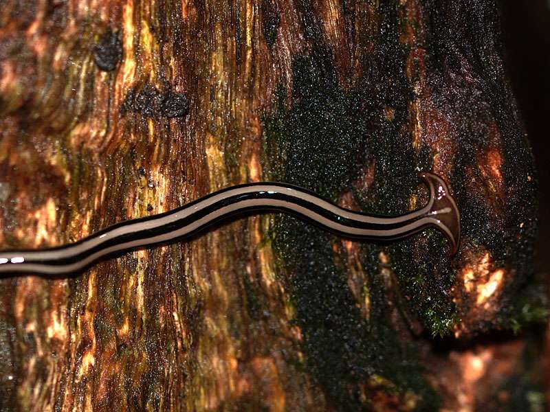 Auf den feuchten Baumstämmen im Udawattakele-Schutzgebiet kann einem mit etwas Glück die Planarienart Humbertium proserpina begegnen; Foto: 20.09.2015, Kandy
